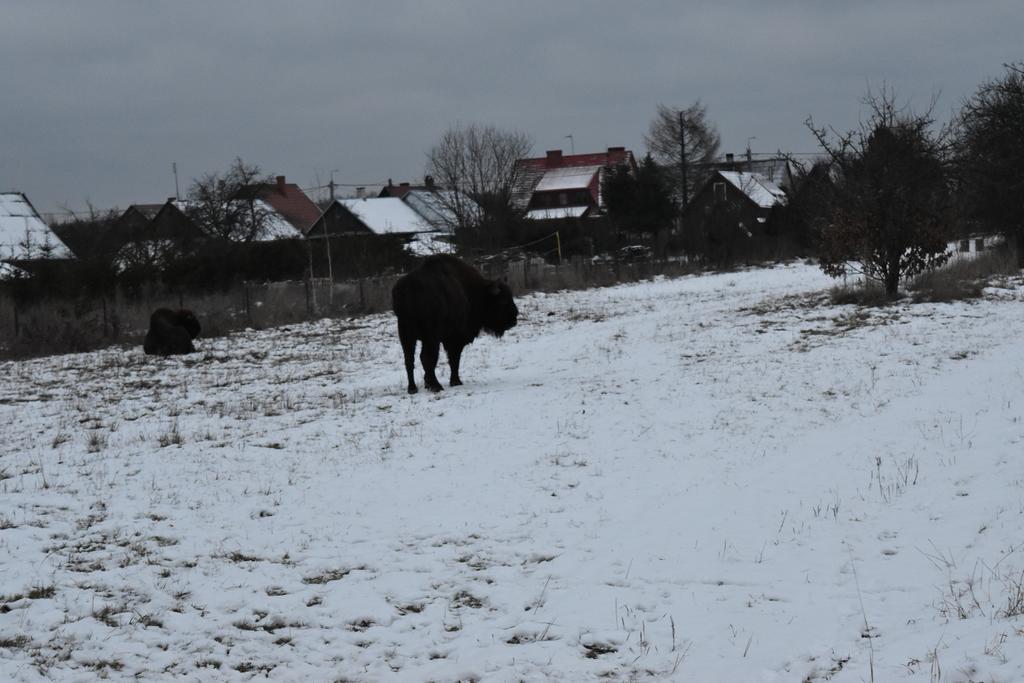 Domek Jaskolka Białowieża Exterior foto